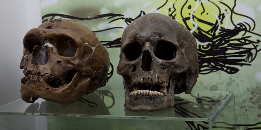 Caves findings: Two skulls on display in a museum.