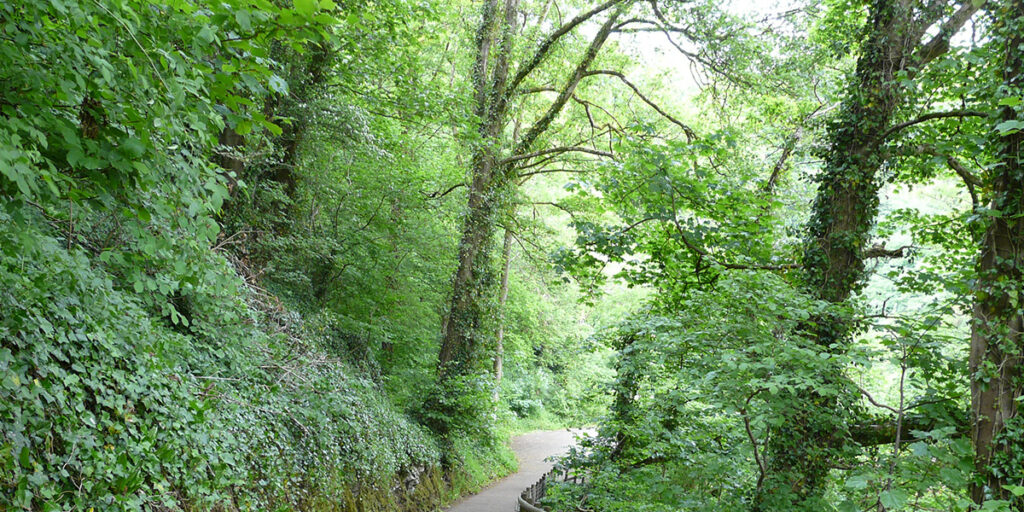 A view across a path in woodland.