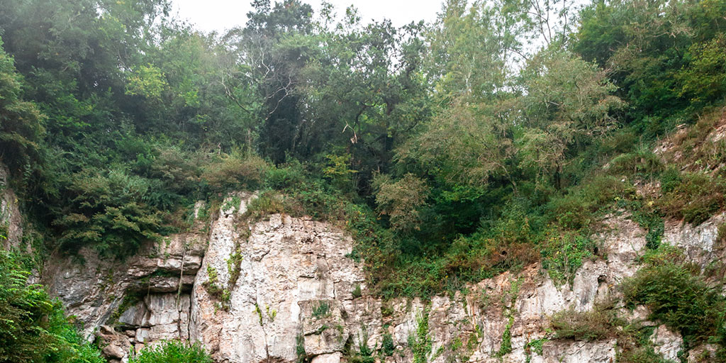 A cliff face with trees at the top.